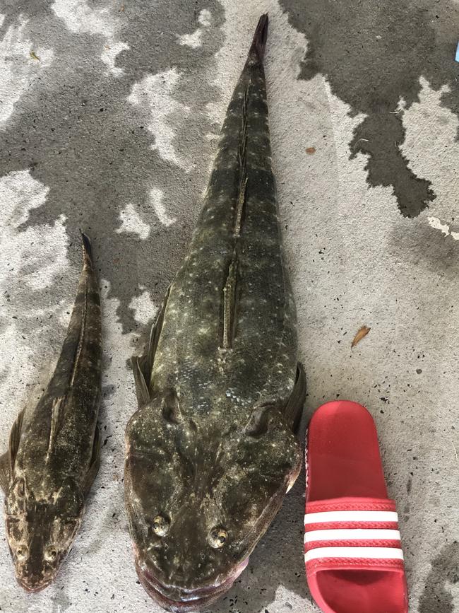 A normal flathead and a size 11 sandal for scale. Picture: Supplied