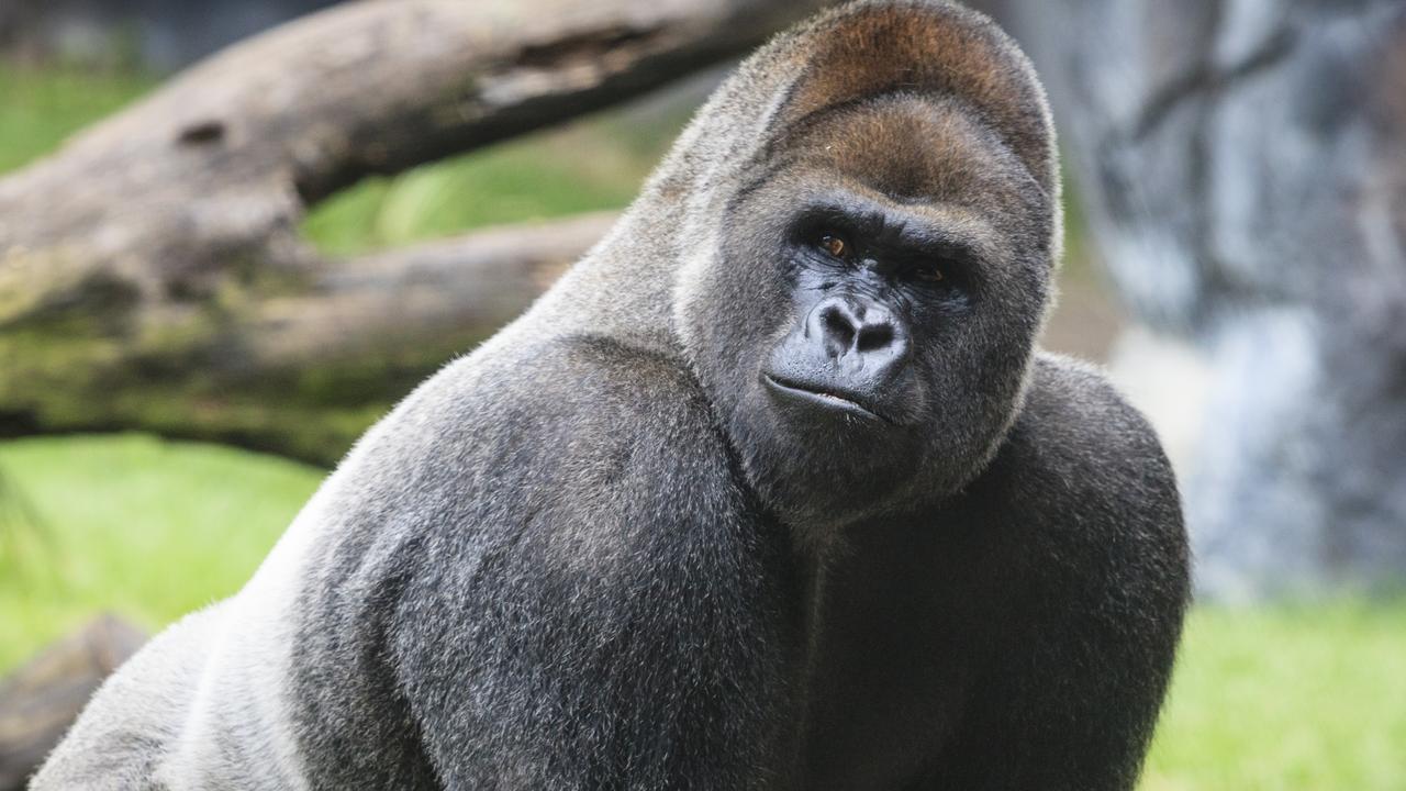 Expert settles ‘absurd’ question gripping net