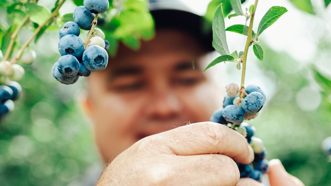 Blueberries - Driscoll's - 125g