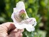 Tasmania’s poppy crop set to expand to more than 9000ha