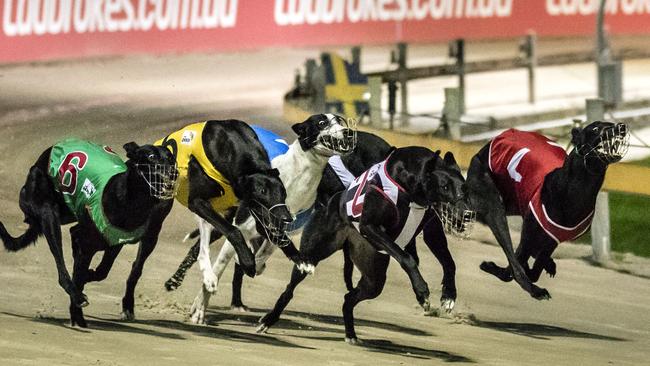 East Hills MP Glenn Brookes Likely To Vote Against Greyhound Ban In ...