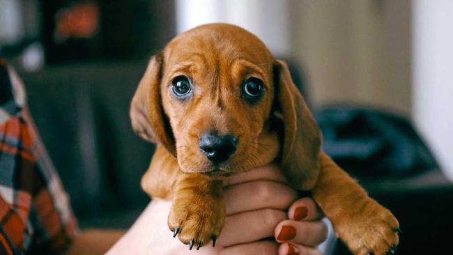 Who has the cutest puppy? Picture: Contributed