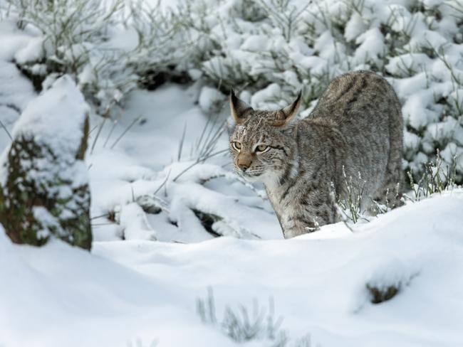 Two lynx have been spotted in the Scottish Highlands, in the same area where a pair of the wild cats were caught on Thursday. Picture: Getty