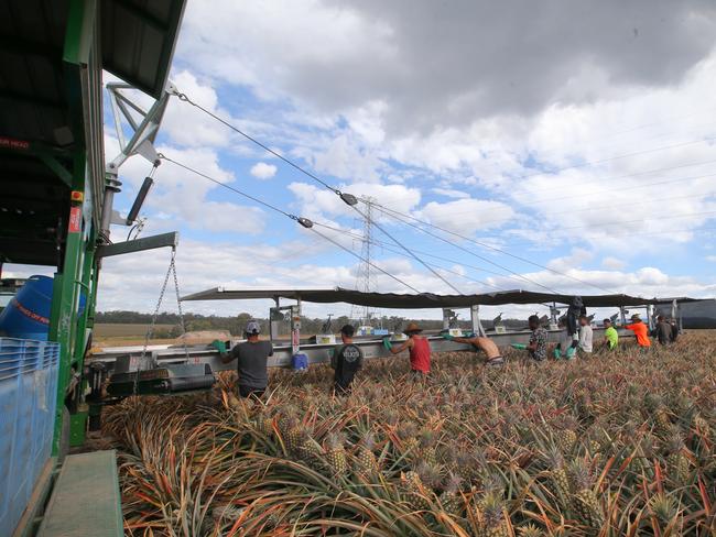 Some fruit-pickers describe unbearable conditions. Picture: Jamie Hanson