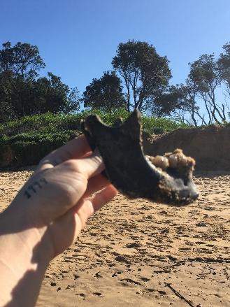 A human jaw found on Umina Beach.