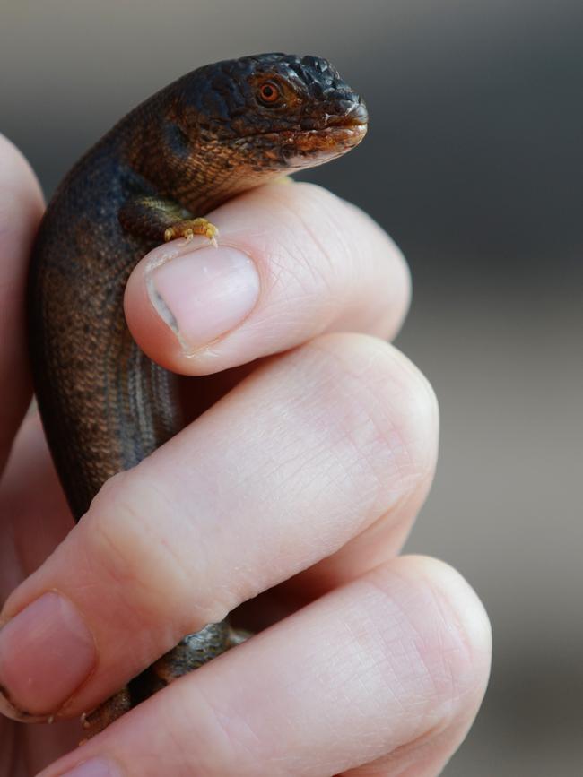 A pygmy blue-tongue lizard.