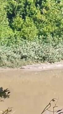 Monster 4m+ crocodile spotted in Sandy Creek, Mackay