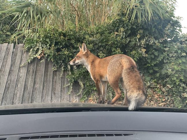 The fox surprised Ms Borowski at 6am. Picture: Maria Borowski