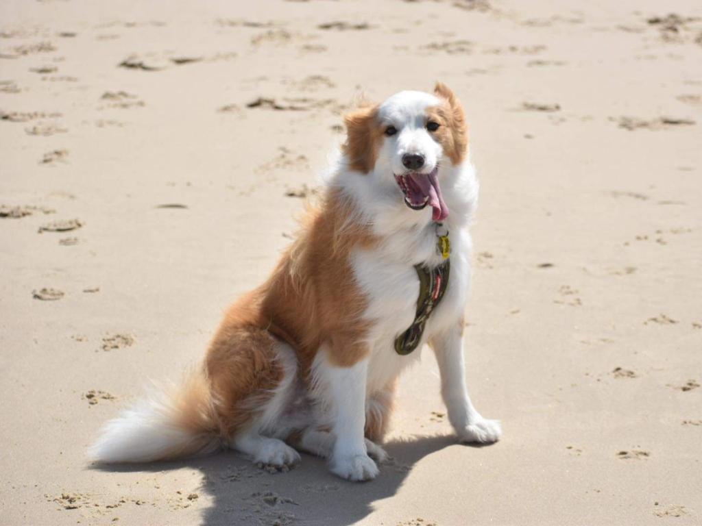 Georgie Teh – Georgie is a pure bred Border Collie. We adopted him in March 2019 when he was 5. We are his 4th and final family. He likes nothing but walks and food … LOL. He likes to follow you everywhere. He's our doorbell and guard dog at the same time.