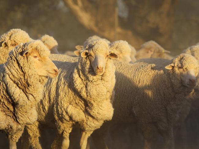 Burrabogie sheep in the early morning sunlight. From the Peppin-Shaw Riverina Ewe Flock Forum on March 4, 2015.