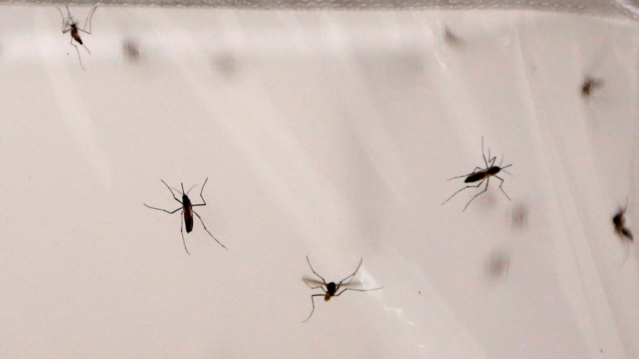 Second case of Japanese encephalitis recorded in Victoria