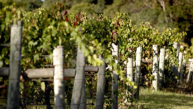 Red wine production fell by 2 per cent in the year to June, while white wine volumes were 20 per cent higher. Picture: Natalie Slade