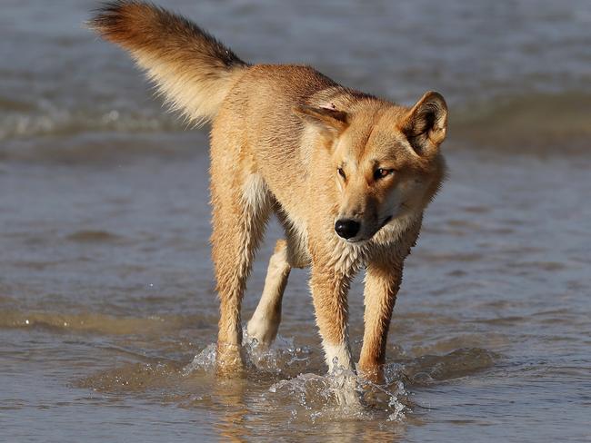 Dingos at Orchid Beach, KÃgari. Picture: Liam Kidston