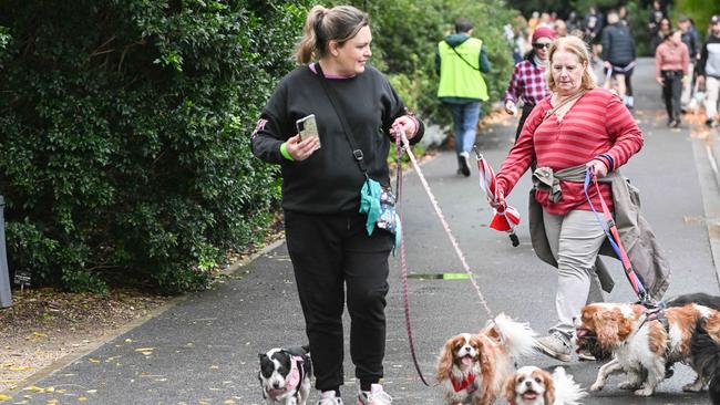 Million Paws Walk at Adelaide Botanic Gardens. Picture: Brenton Edwards