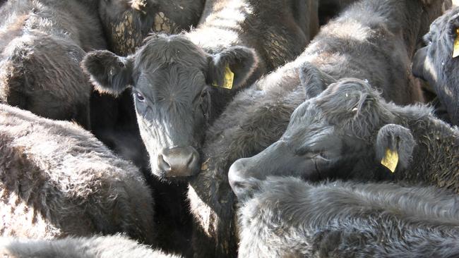 Prices wrap: Cattle results drop at Ballarat