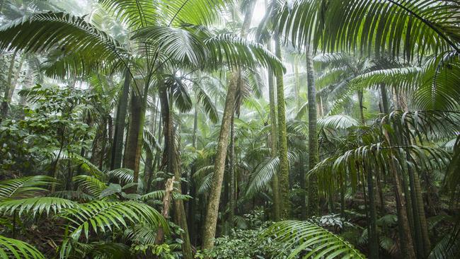 The spectacular Eungella rainforest. Picture: File