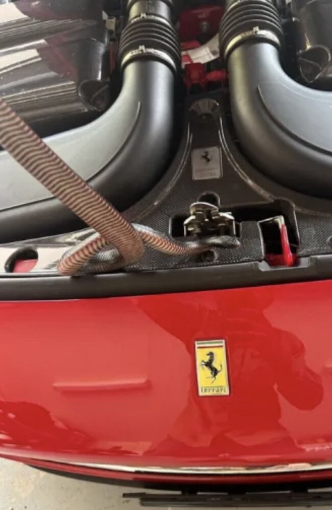 “The customer called me up and said we’ve got a snake here, it’s inside our car, I get to the house and I see this beautiful Ferrari.