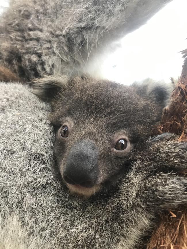 Life is “Breezy” for this little joey.