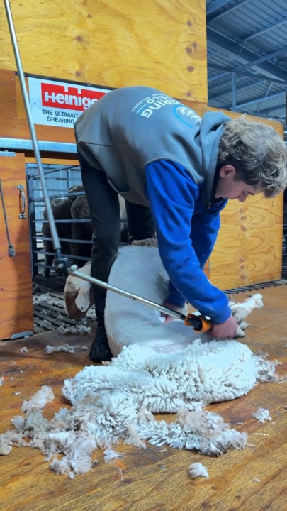 Clipping costs: SA next gen takes up shears as drought tightens grip