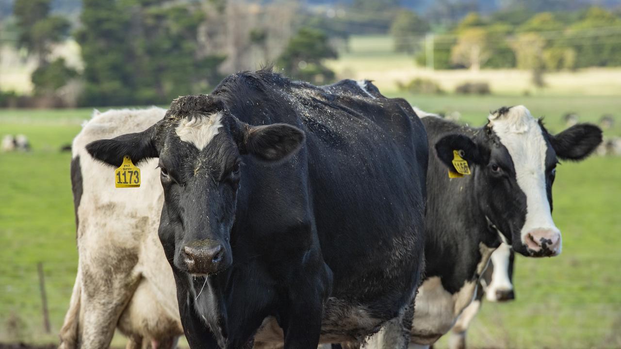 The CSIRO has released a pill that stops cows from belching and farting, helping reduce Australia’s greenhouse emissions. Picture: Zoe Phillips