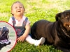 My sister's rottweiler bit her son and was put down. Then they got a new one