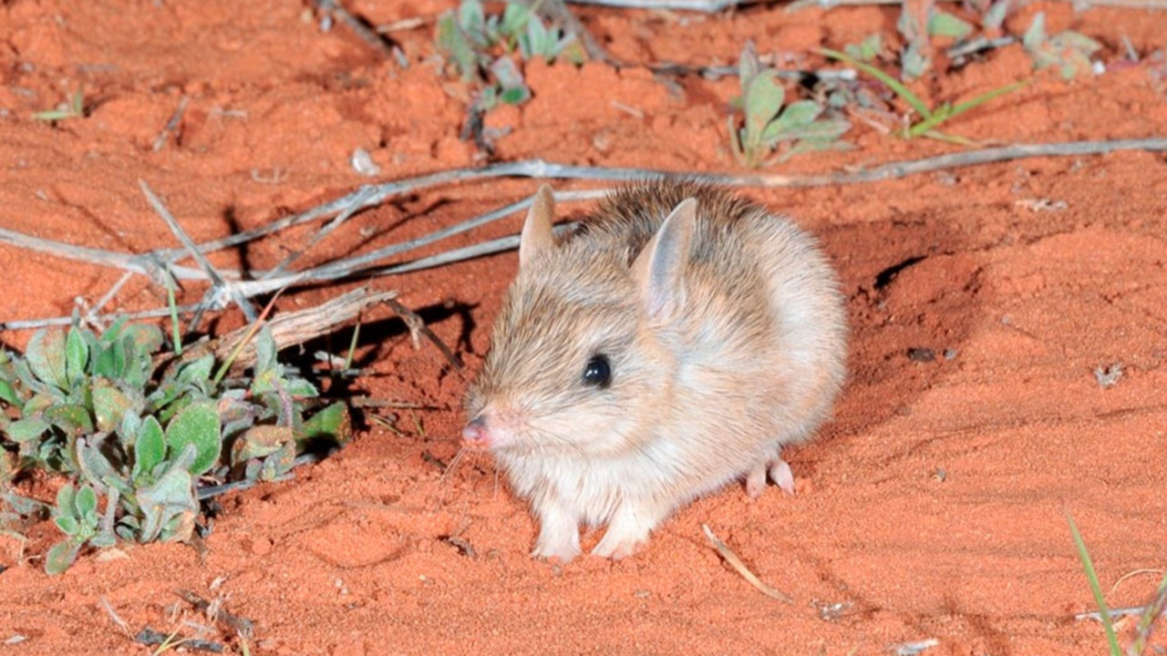 The project will see the return of mammals such as the shark bay bandicoot (pictured). Picture: NSW PWS