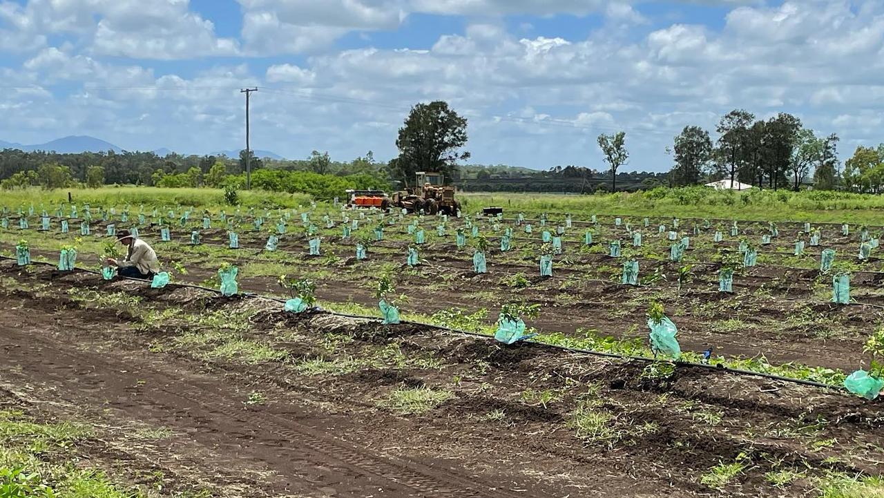 New lychee trees planted at the new Lush Lychees farm across the road.