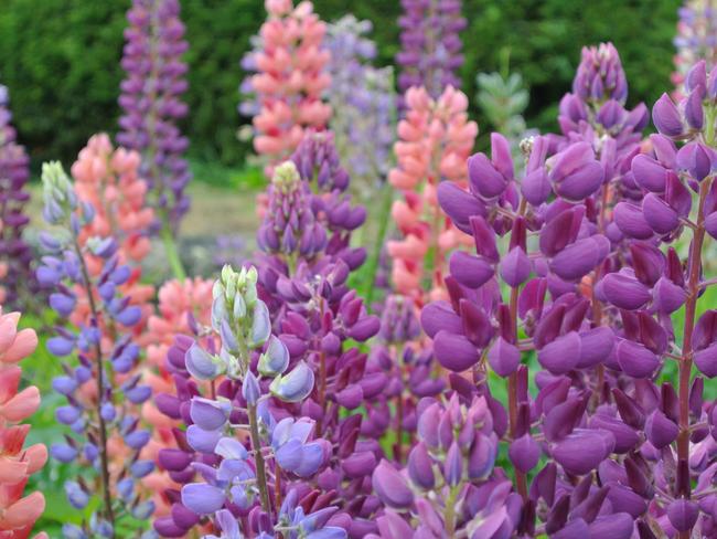 EMBARGO FOR TWAM 23 JULY 2022. FEE MAY APPLY. E2M3F4 Purple  and orange Russell lupins