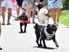 Pet owners react as dog restriction plans revealed for popular park