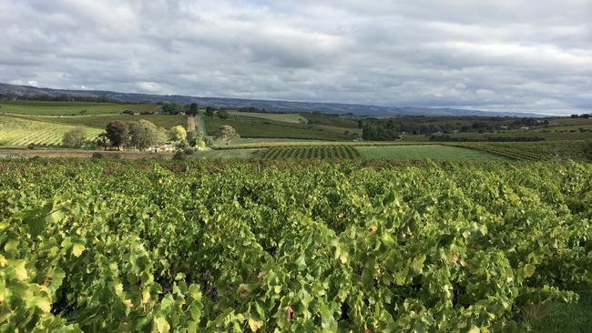 Old bush vine grenache at the Brini family vineyard in Blewitt Springs, South Australia. Photo: Supplied