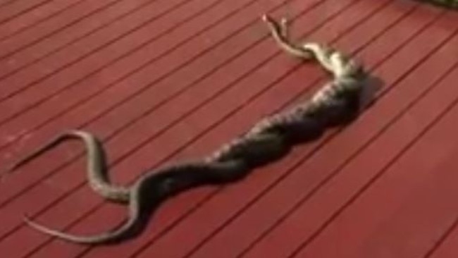 A still image of the snakes taken from Margaret Macleod's video. Picture: Margaret Macleod.