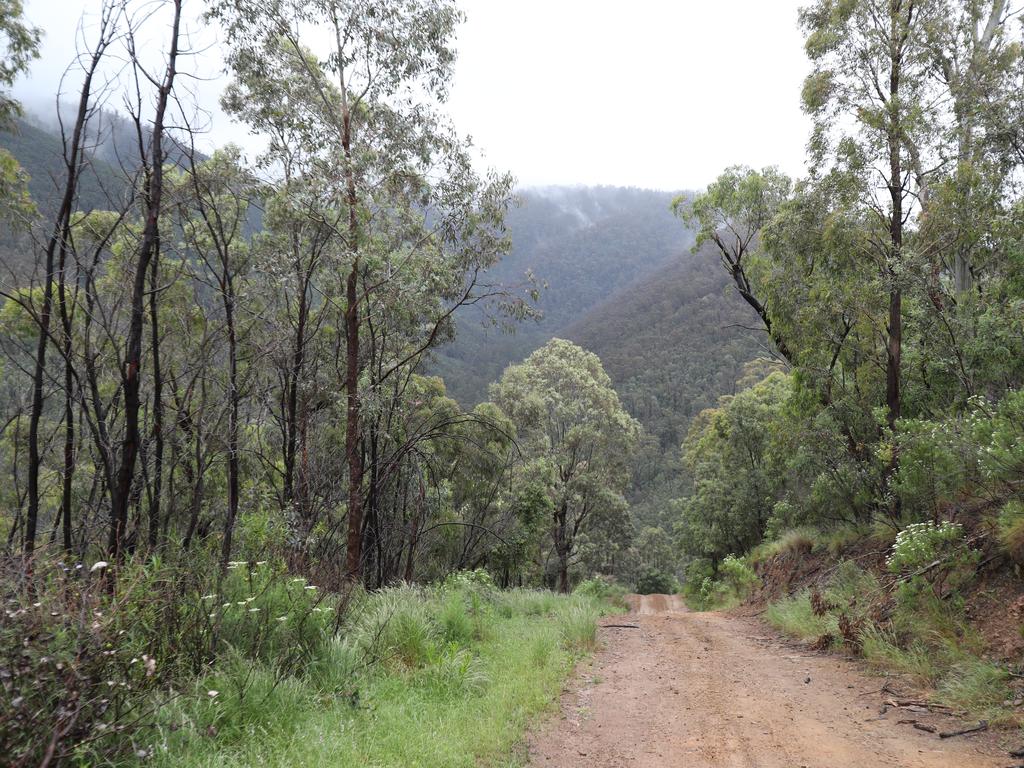 Officers from the missing persons squad are believed to be going in to set up a crime scene in the Dargo area, where there is thick vegetation. Picture: NCA NewsWire / David Crosling