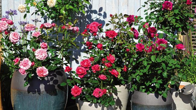 Showpiece roses from Anthony Tesselaar Plants, set for official release later this year.