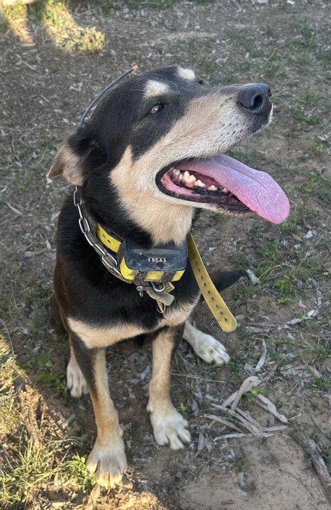 Tom Perkins and his kelpie, Bear, are in the running for the coveted title of Australia's hardest working dog.