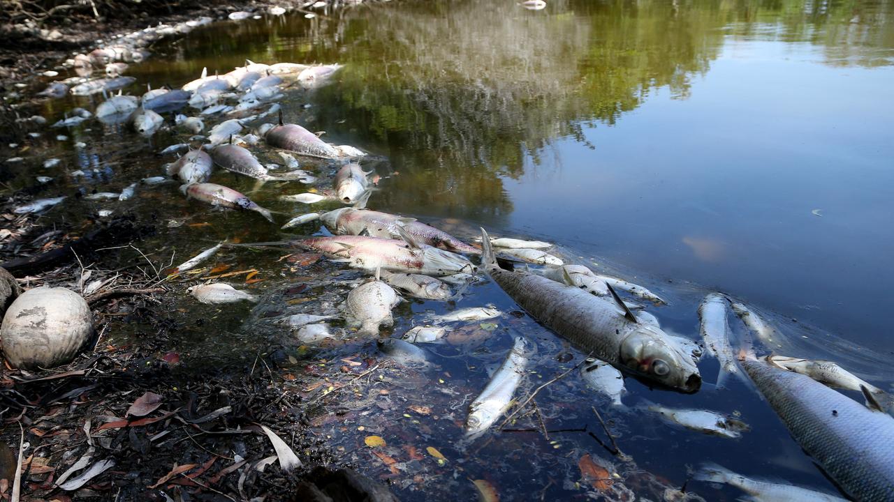 Holloways Beach fish kill: Warm conditions linked to dead animals as ...