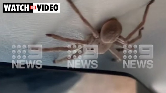 Huge huntsman drops on pilot as plane lands in Kakadu