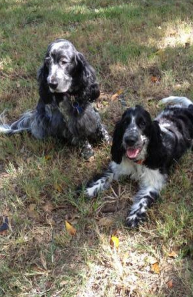 Cocker spaniels Aeryn, 12, and Olive, 3, of Coorparoo did not survive. Picture: Meredith Pokarier/Facebook