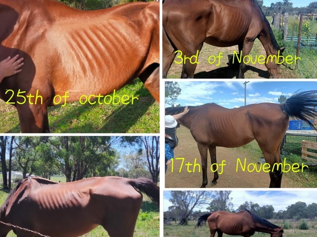 Flicka the blind horse has made a steady recovery during her time with L &amp; B Horses, and their facebook page regularly updates with the condition of the horses (Photo: supplied)