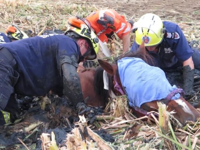 Firefighters and SES crews work to free Moose. Picture: Fire and Rescue NSW