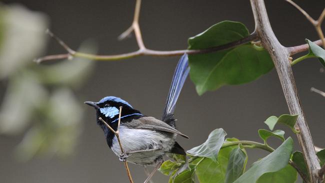 Blue Wren,  a rare sight on mainland Australia but relatively common in Tasmania.