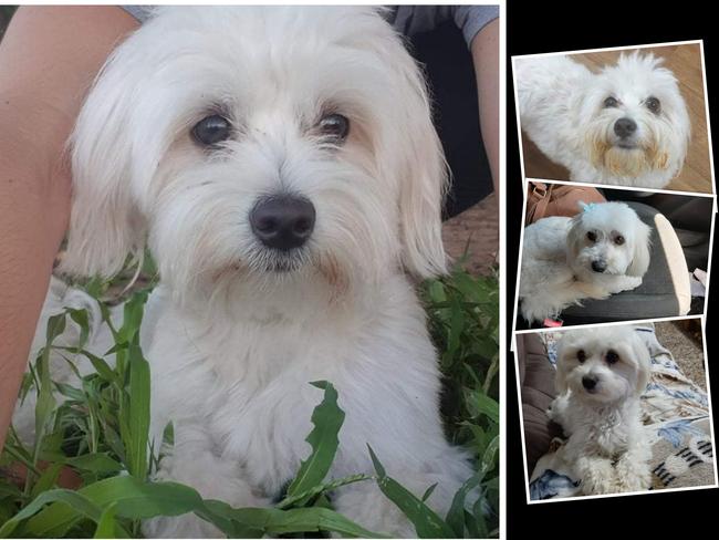 Sammy the four-year-old Maltese has been missing since Monday, when intruders ransacked a Fernvale home in broad daylight.