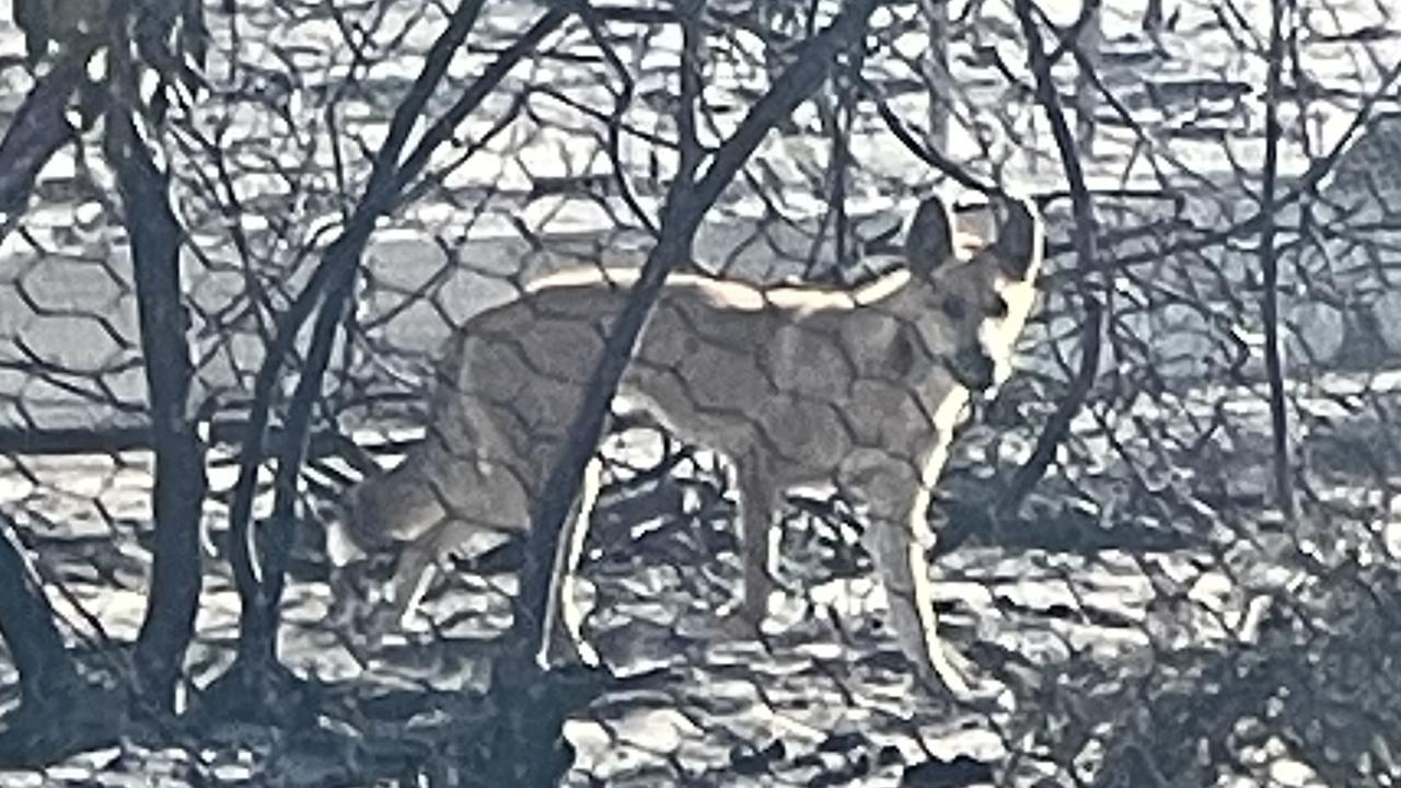 ’Ground zero’: Little Desert dingo sighting