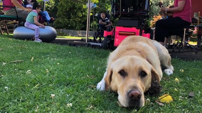 Jaffa is one of the therapy dogs that will be taking part in a two-year partnership between The Petspiration Foundation and Very Special Kids in Victoria, providing children and young people in holistic palliative care with emotional, clinical and practical support to help create positive lasting memories. Image: supplied.