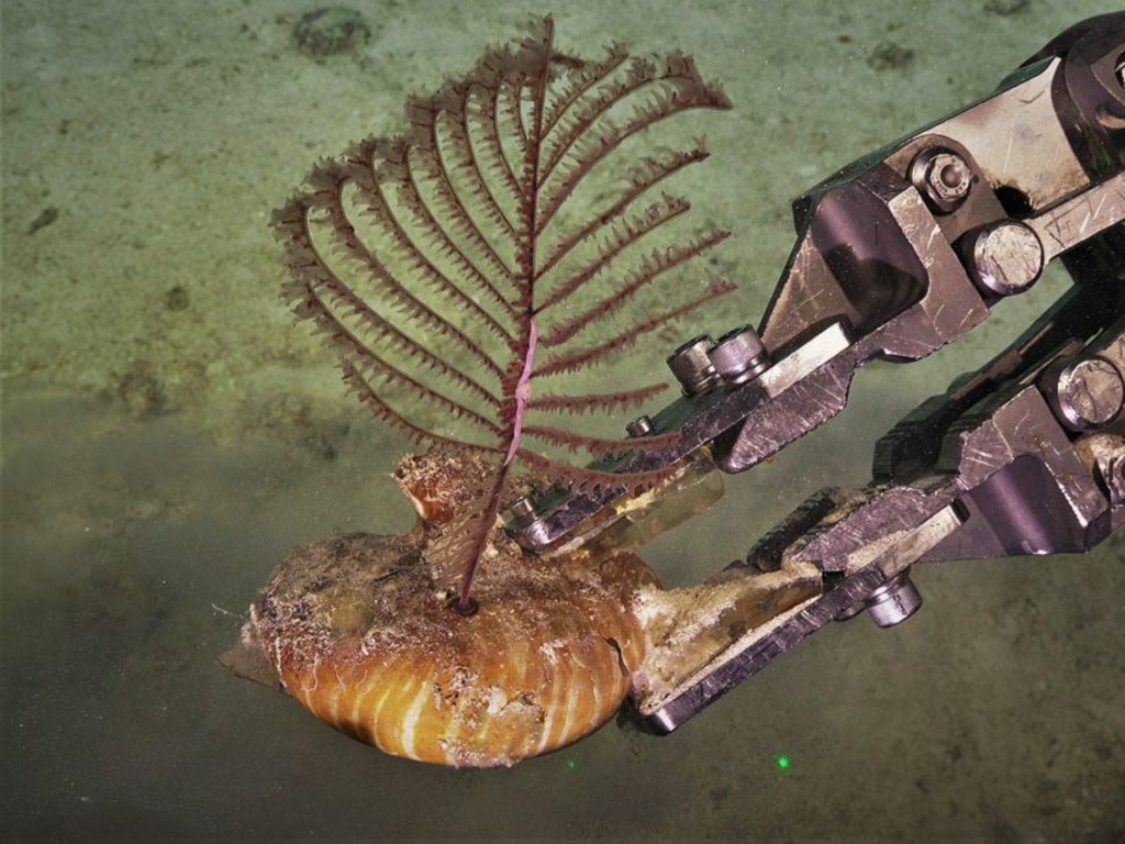 Some of the black coral discovered. Picture: Schmidt Ocean Institute