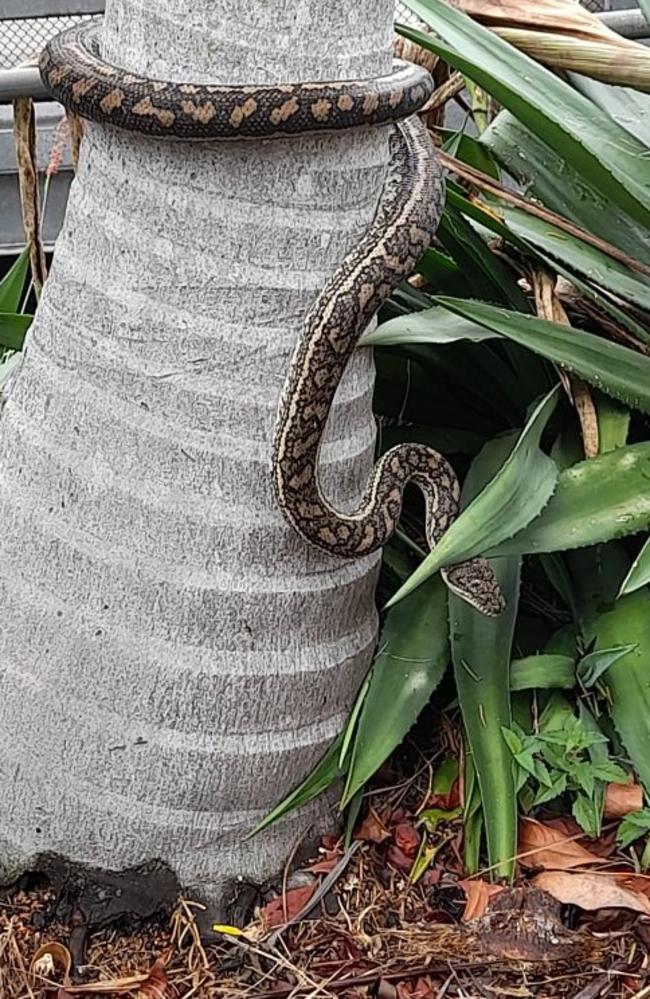 A carpet python anchors itself to a solid tree at Greenslopes. PHOTO: Eraysher Akalanka