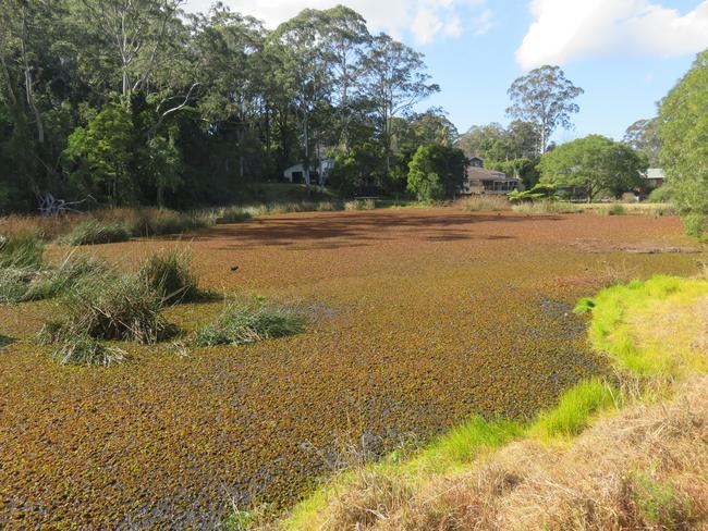 Springfield pond wetland after the infestation of salvinia molesta.