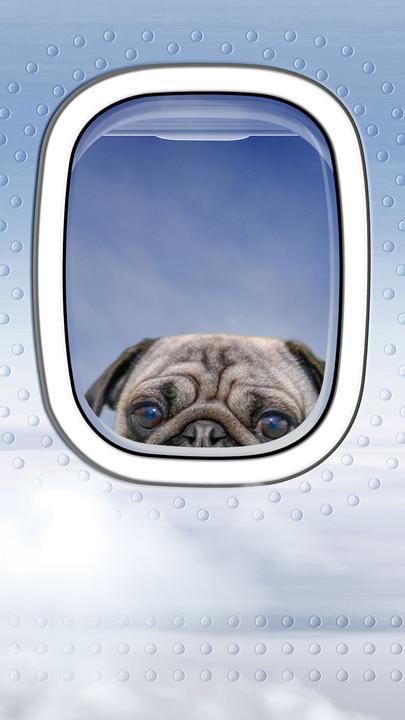 Should pets be allowed in planes?