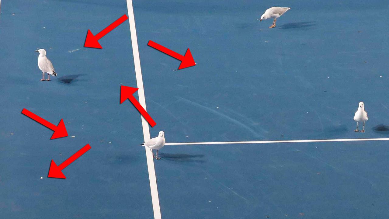 Australian Open: Seagull Poo Delayed Muguruza Vs. Konta Match