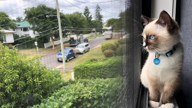 Melbourne councils such as the City of Knox have 24/7 curfews for their cats.