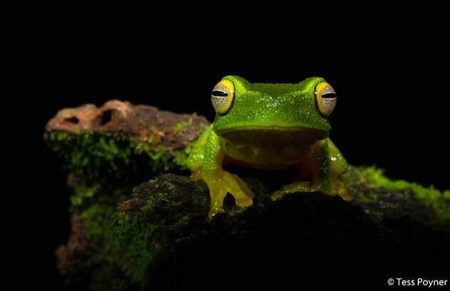 Junior winner: Dainty green tree frog, Daintree Rainforest, Queensland. Picture: Tess Poyner/2020 Australian Geographic Nature Photographer of the Year Awards